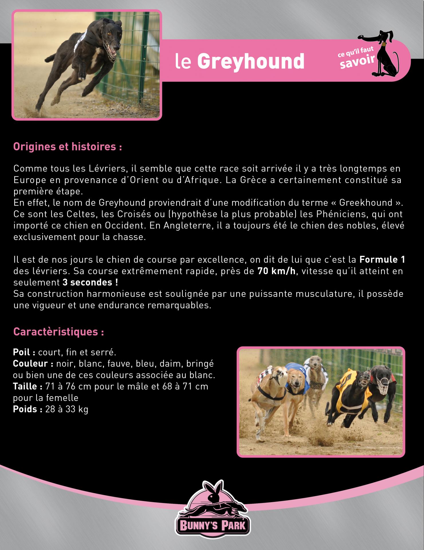 Guide pm greyhound