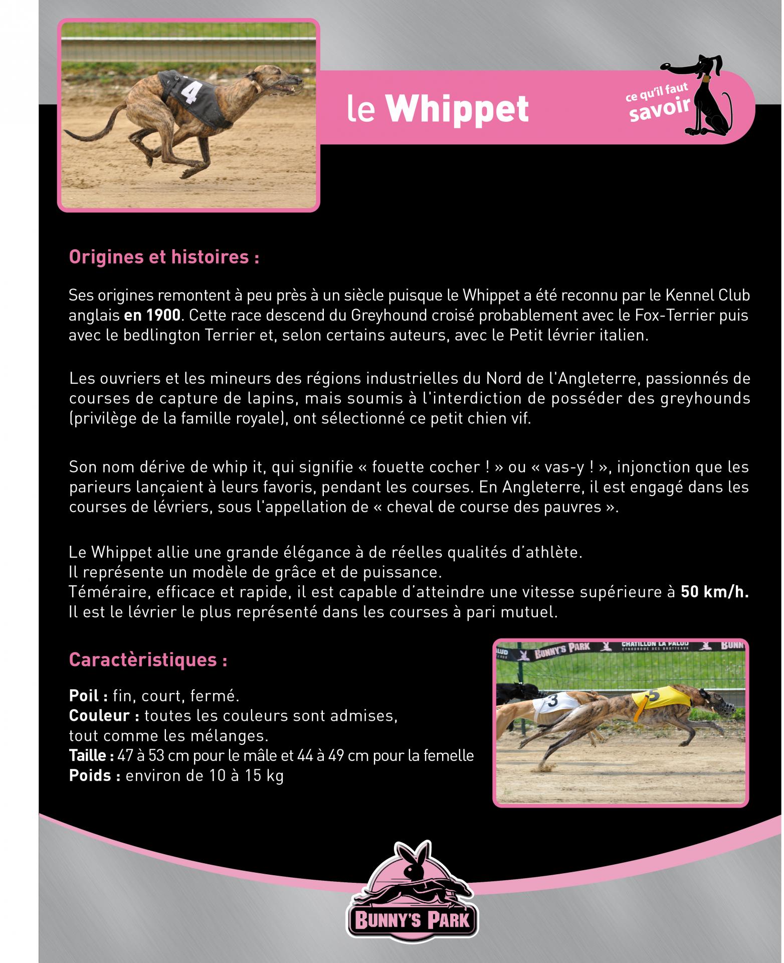 Guide pm whippet